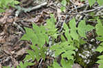 Whiteflower leafcup